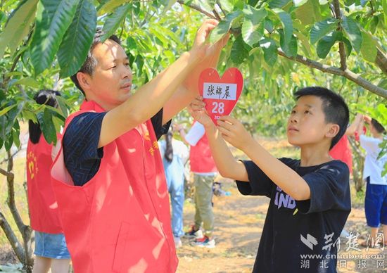 湖北-關(guān)愛少年兒童-誠(chéng)信栗花助留守兒童看世界項(xiàng)目-2021年6月15日在湖北省黃岡市羅田縣白廟河鎮(zhèn)東安河小學(xué)板栗林進(jìn)行板栗樹認(rèn)領(lǐng)